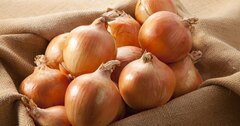 Лук репчатый