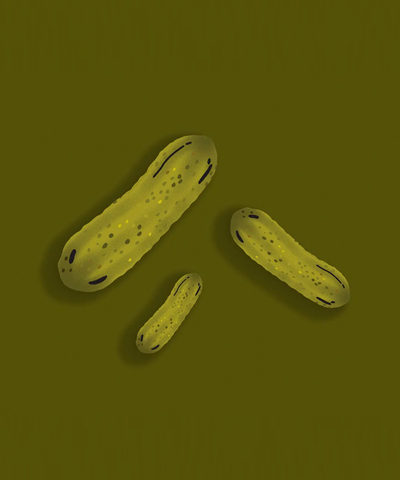 Открытка Огурцы