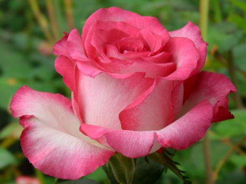 Хайлендер(Highlander)