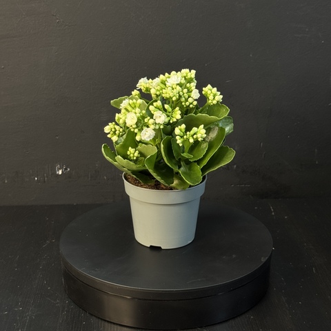 Каланхоэ белое