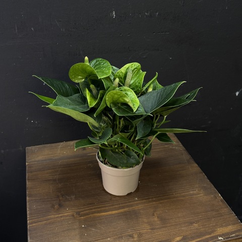 Антуриум зеленый мини