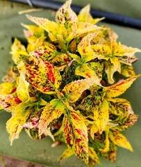 Schizophrenia Тай колеус КСР