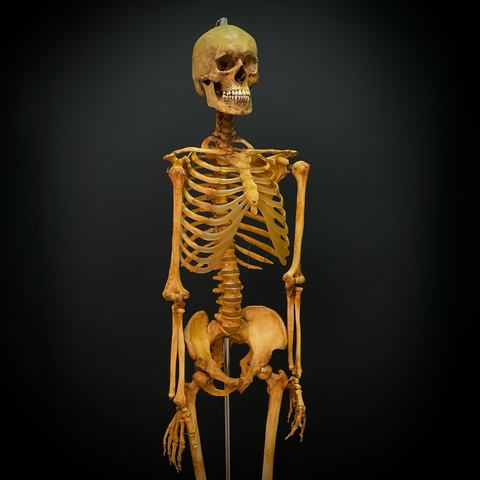 СКЕЛЕТ ЧЕЛОВЕКА (анатомическая модель)