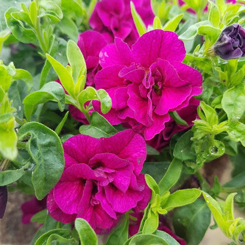 Калибрахоа 