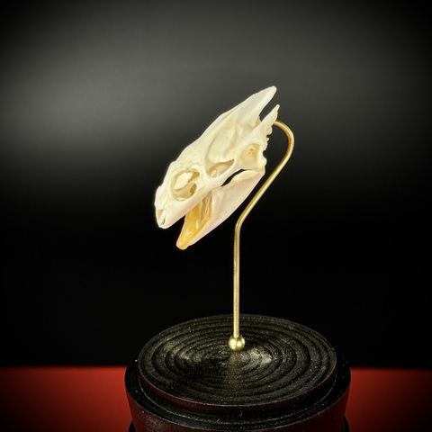 Череп черепахи в клоше