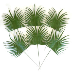 №2 Пальма круглая зеленая, лист 20 см, зелень искусственная, набор 6 листьев.