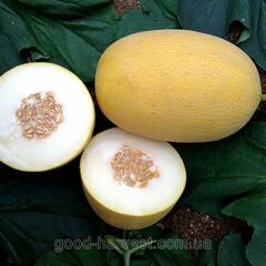 Дыня Радмила F1