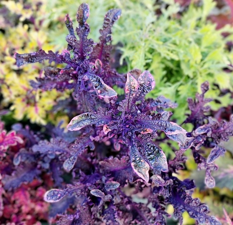 Pink Lace Тай колеус КСР