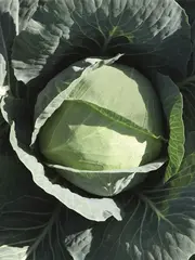 Бронко F1 семена капусты белокочанной (Bejo / Бейо)