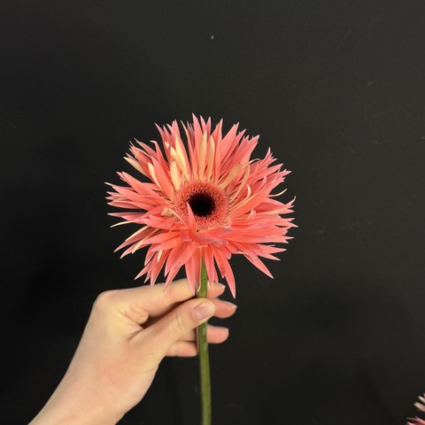 Гербера сортовая / 1 шт