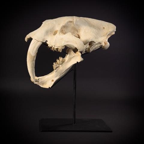 Smilodon на стойке