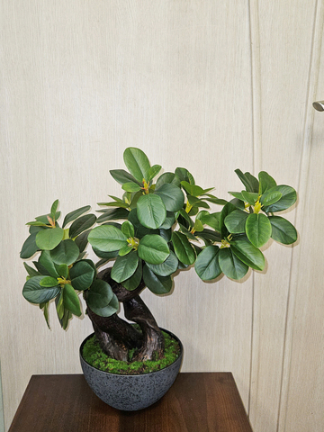 Бонсай Фикус Микрокарпа 50см в кашпо
