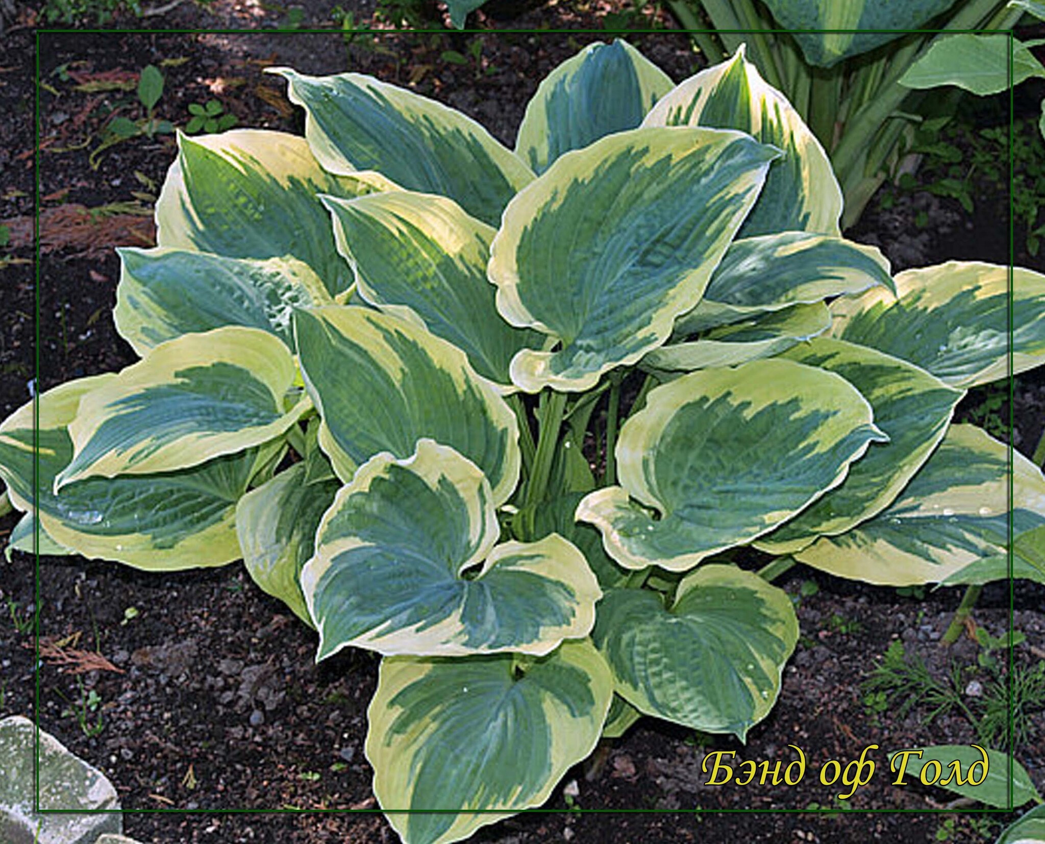 Бэнд оф голд. Хоста бэндов голд. Хоста броад стрит. Хоста гибридная бэнд оф голд. Хоста гибридная бэнд оф голд.