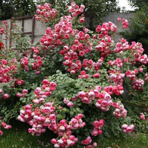 Помпонелла (Pomponella)