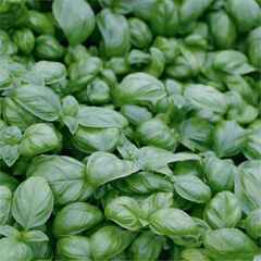 Лучано семена базилика (Гавриш)