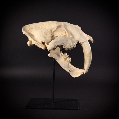 Smilodon на стойке