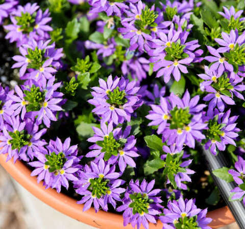 3436 Сцевола BALI Blue (Весна 2026)