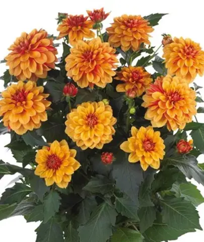 17205 Георгин Lubega Power Bronze Bicolor (Весна 2026)