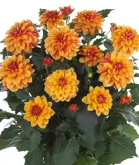 17205 Георгин Lubega Power Bronze Bicolor (Весна 2026)