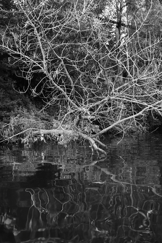 Там, где дышат ветви I Там, где дышат ветви I