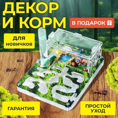 муравьиная ферма