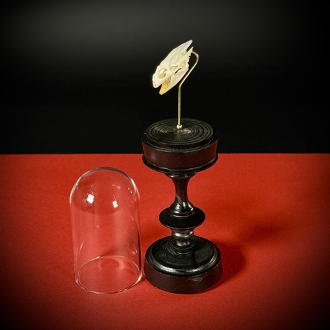 Череп черепахи в клоше