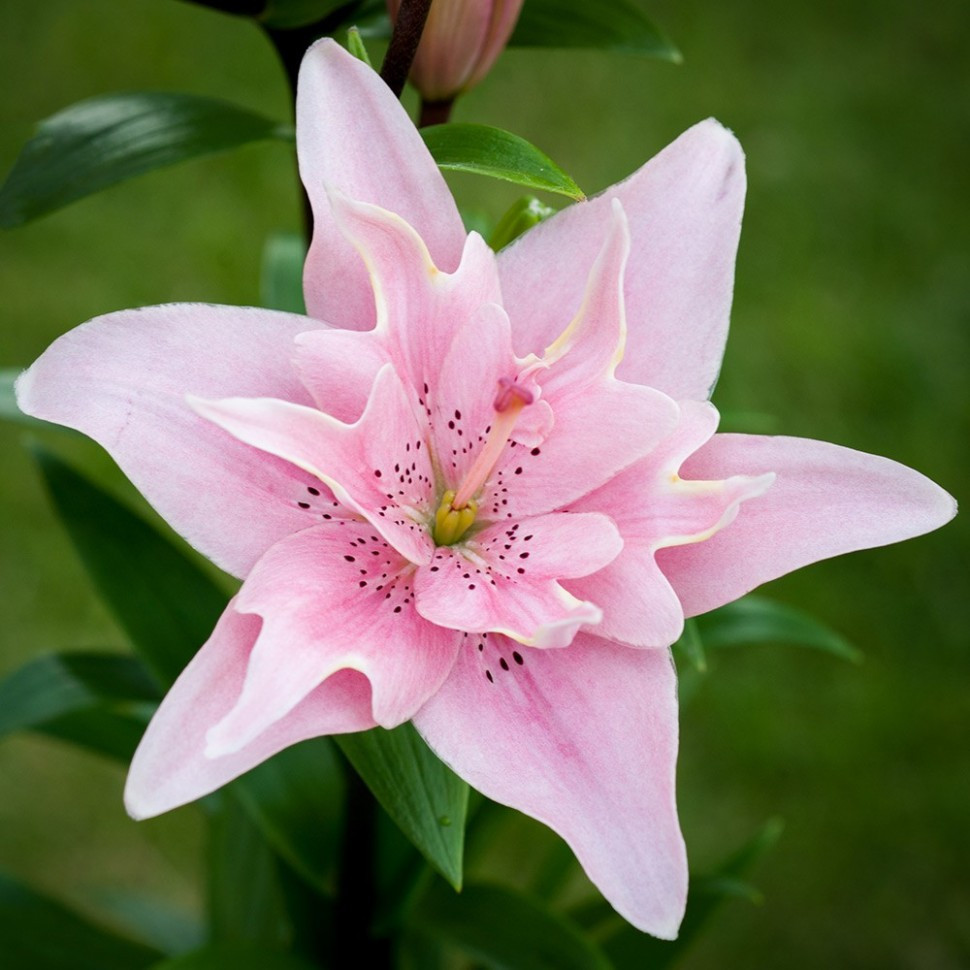 Лилия махровая розовая фото