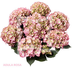 Гортензия крупнолистная (Macrophylla) Adula pink 6 шт.