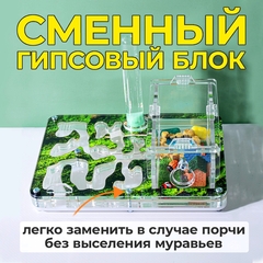 муравьиная ферма