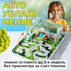 муравьиная ферма