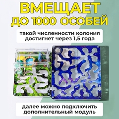 муравьиная ферма