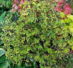 Sroi колеус КСР