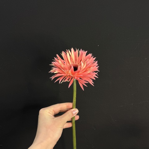 Гербера сортовая / 1 шт