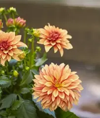 17205 Георгин Lubega Power Bronze Bicolor (Весна 2026)