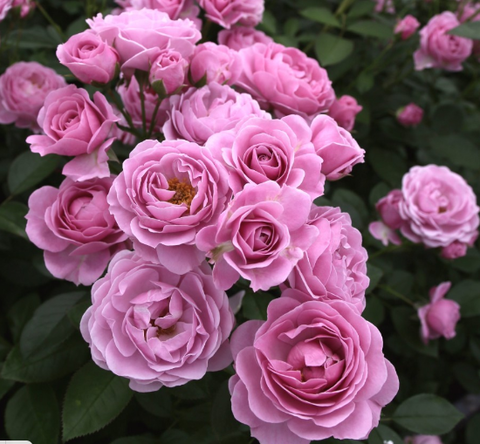 Роза флорибунда Наутика