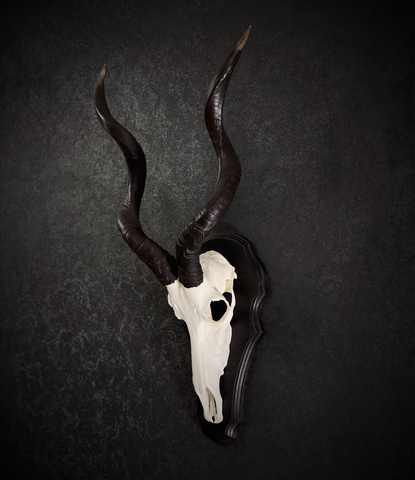 Череп антилопы Куду из пластика на деревянном медальоне
