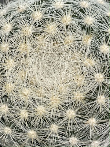 Маммиллярия Белоснежная d7