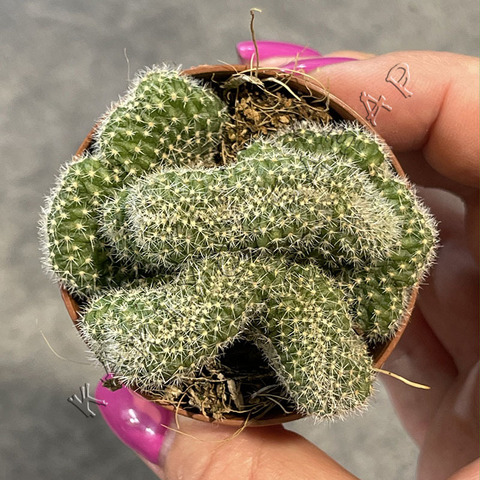 Хамецереус Кристата d5