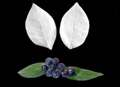 Силиконовый вайнер Лист универсальный № 14 Черноплодной рябины