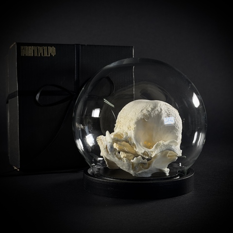 Череп собаки в клоше