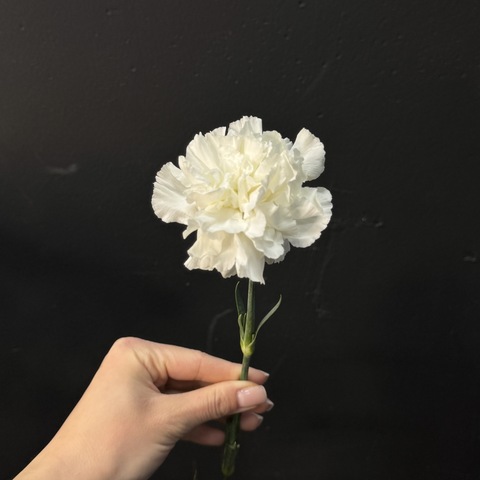 Гвоздика белая 60 см 1 шт