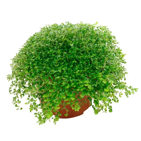 Солейролия