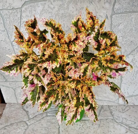 Paisley Shawl колеус КСР