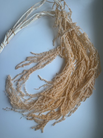 Амарант стабилизированный Нежно-персиковый