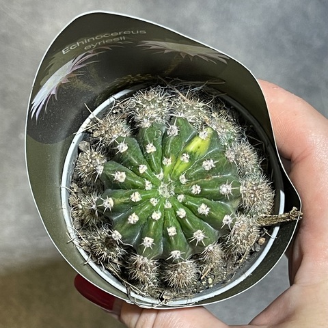 Эхинопсис Эрье Вариегата d7