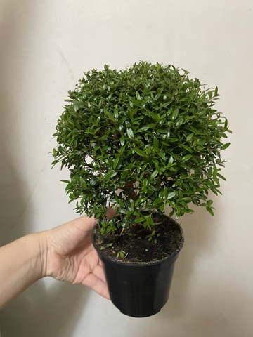 Мирт обыкновенный штамбовый