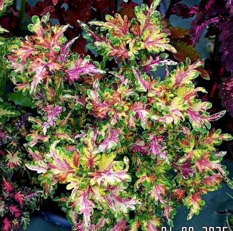 Сенсей UO колеус