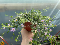 Бакопа светло-розовая