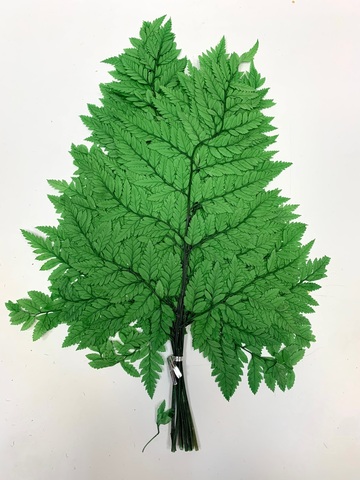Листья папоротника Зеленые (упаковка)