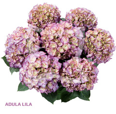 Гортензия крупнолистная (Macrophylla) Adula Purple 6 шт.